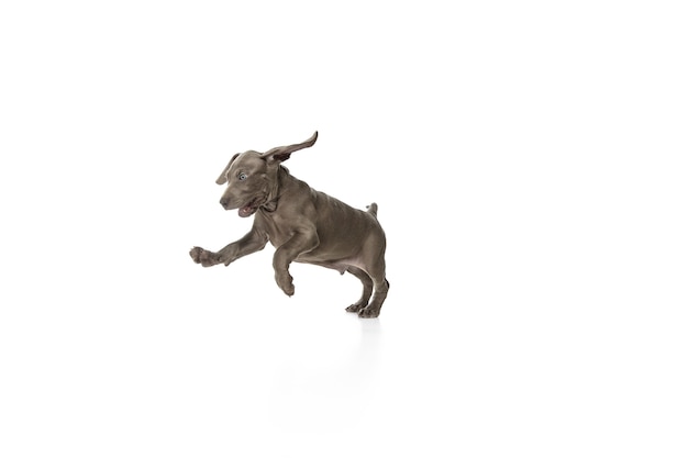 The grey little weimaraner puppy playing on white studio