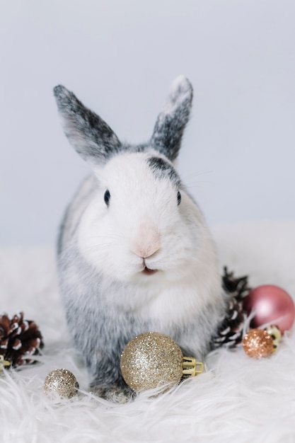 Free photo grey rabbit with shiny baubles