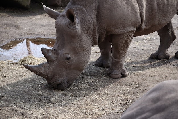 Free photo grey rhinoceros grazing during the daytime