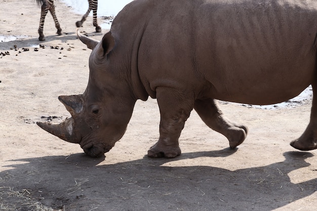 Grey rhinoceros standing on the ground during daytime