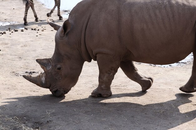Серый носорог, стоящий на земле в дневное время