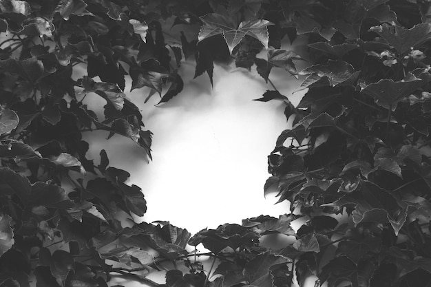 Grey scale high angle shot of leaves around a white surface