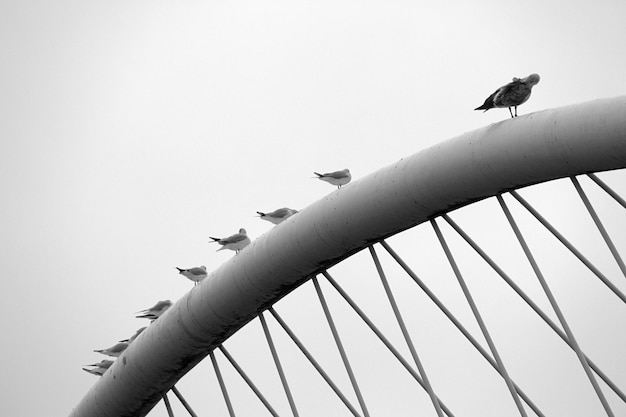 Free photo grey scale shot of birds sitting on a pipe