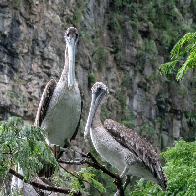 Grey and white birds standing on a branch of a tree in front of a cliff