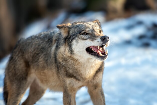 Серый волк Canis lupus стоит зимой