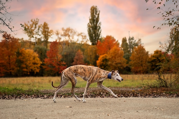Foto gratuita cane levriero che si gode la sua passeggiata