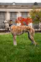 Free photo greyhound dog in nature