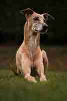 Free photo greyhound dog with blurry background full shot