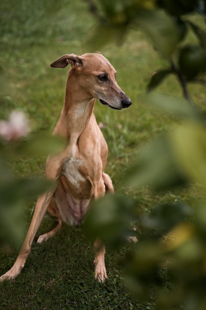 Greyhound dog with blurry background full shot