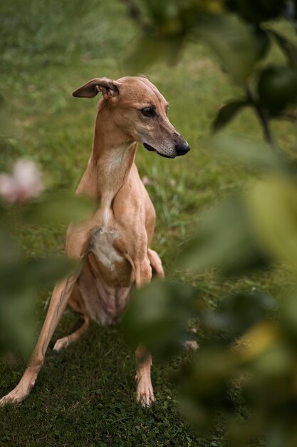 Greyhound dog with blurry background full shot