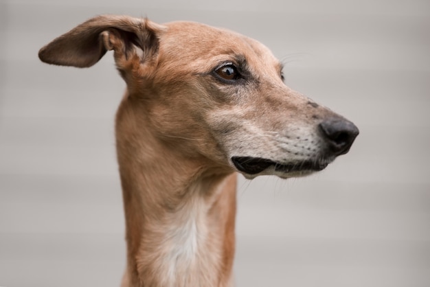 Foto gratuita cane levriero con sfondo sfocato vista laterale