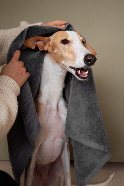 Greyhound dog with towel after bath