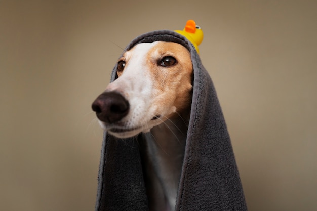 Free photo greyhound dog with towel after bath