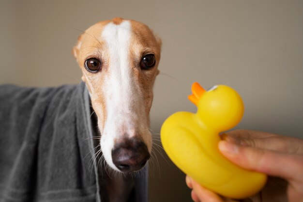 Greyhound dog with towel after bath