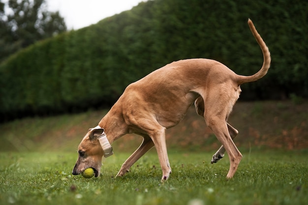 Foto gratuita levriero che si diverte nel parco