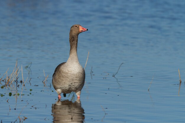 얕은 물에서 Greylag goose 또는 Anser anser, 낮에는 야외