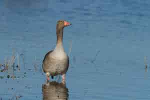 Free photo greylag goose or anser anser in the shallow water, outdoors during daylight