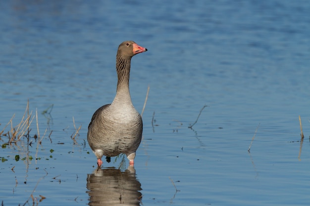 무료 사진 얕은 물에서 greylag goose 또는 anser anser, 낮에는 야외