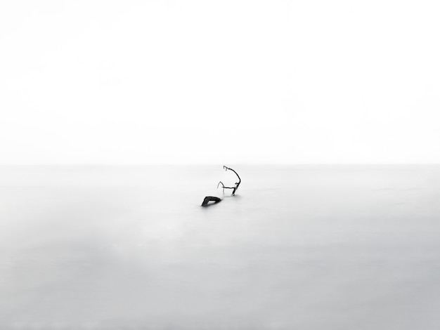 Greyscale of a bare tree in the water under the lights