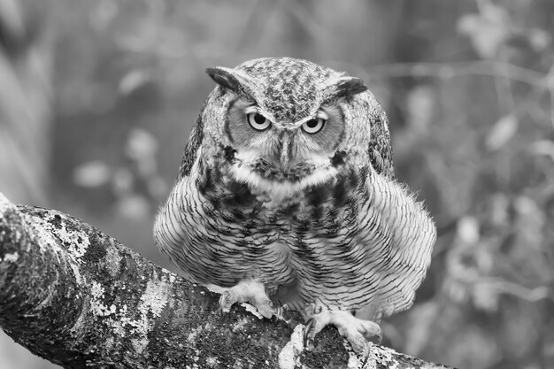 Greyscale closeup of a black horned owl on a tree branch