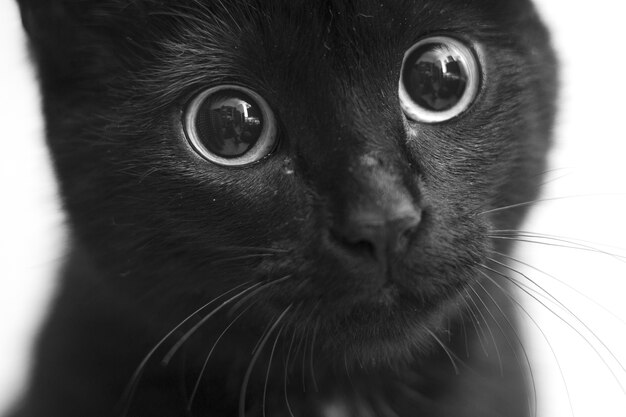 Greyscale closeup shot of a black cat with cute eyes
