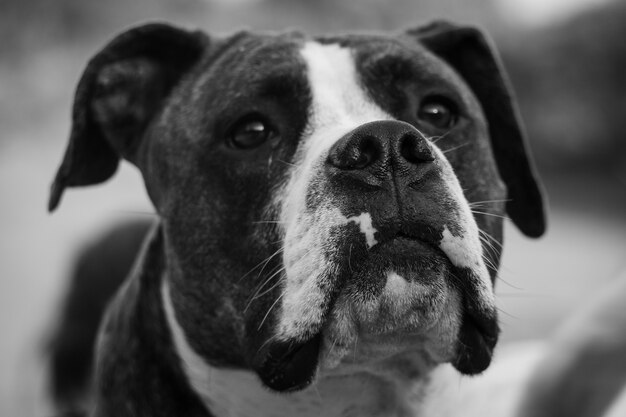 Greyscale closeup shot of a boxer dog