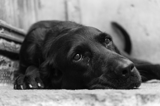 Greyscale closeup shot of a cute black dog lying on the ground