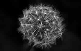 Free photo greyscale closeup shot of a dandelion with a black background