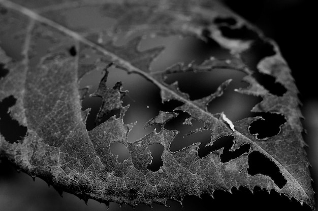 Greyscale leaf with patterned holes on the surface