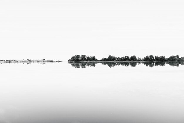 Greyscale shoot of a range of trees reflecting in the water