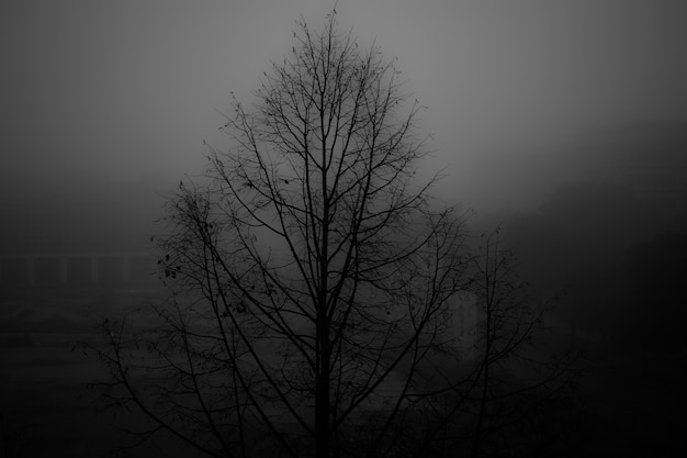 Greyscale shot of a bare tree in a park covered with fog