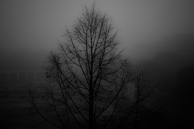 Greyscale shot of a bare tree in a park covered with fog