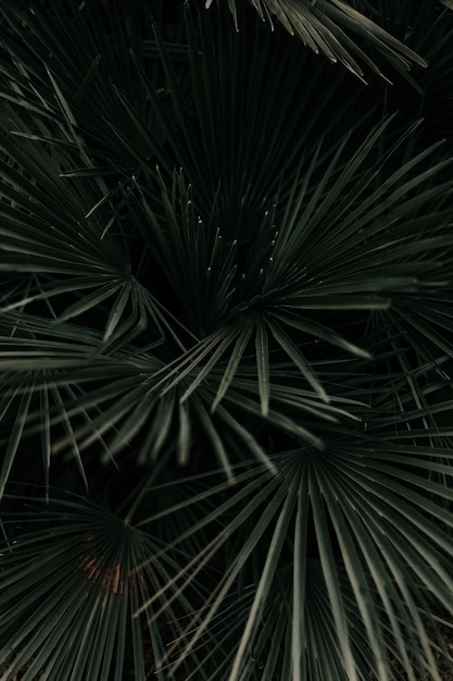 Greyscale shot of beautiful palm tree leaves