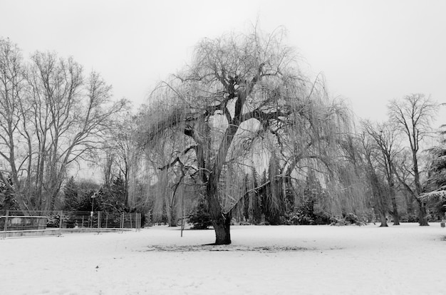 Greyscale shot of a beautiful tree in the park covered with snow in winter
