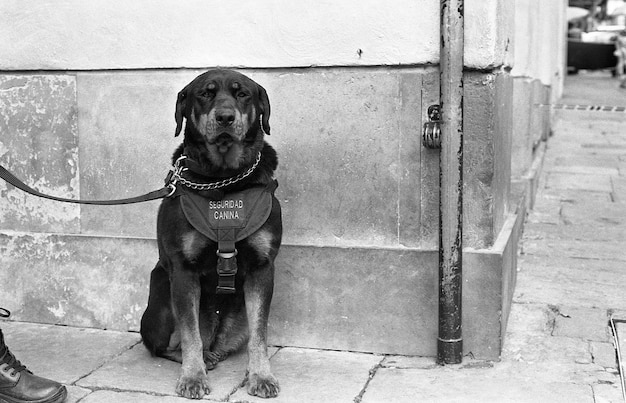 Greyscale shot of a black dog on a leash sitting on the sidewalk