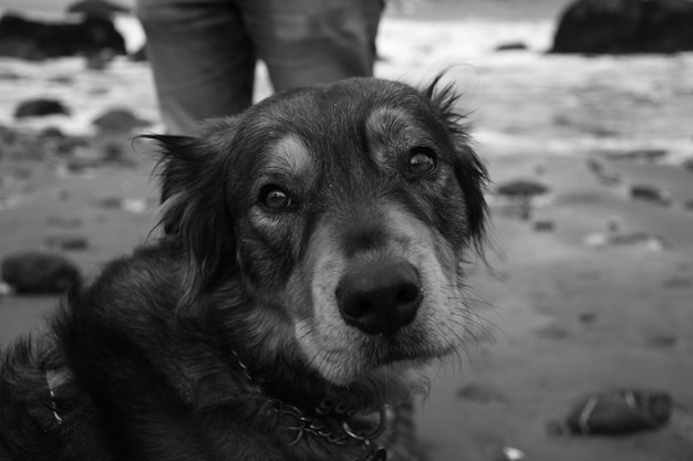 Greyscale shot of cute puppy on the shore of the sea
