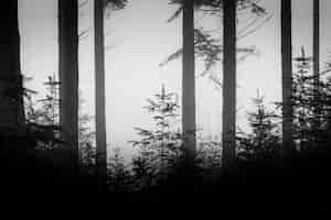 Free photo greyscale shot of a depressing forest scenery with tall trees