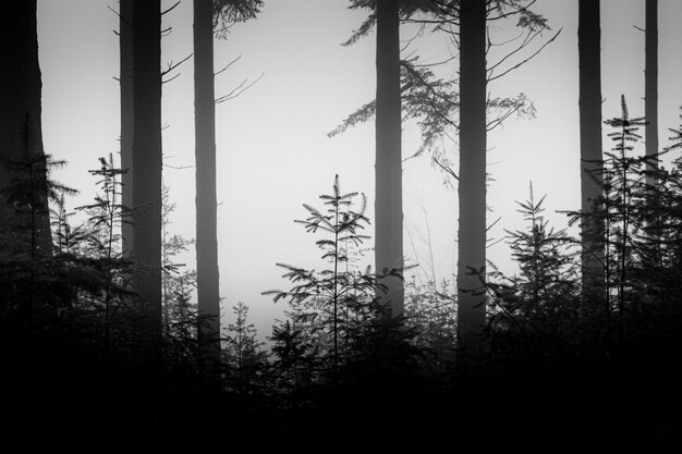 Greyscale shot of a depressing forest scenery with tall trees