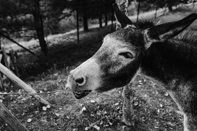 Greyscale shot of the donkey's head in the farm