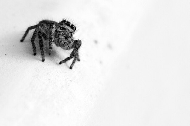 Greyscale shot of a small dendryphantes on a wall under the lights