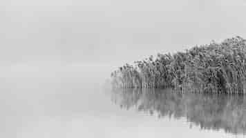 Free photo greyscale shot of snowy trees near the lake with reflections in the water on a foggy day