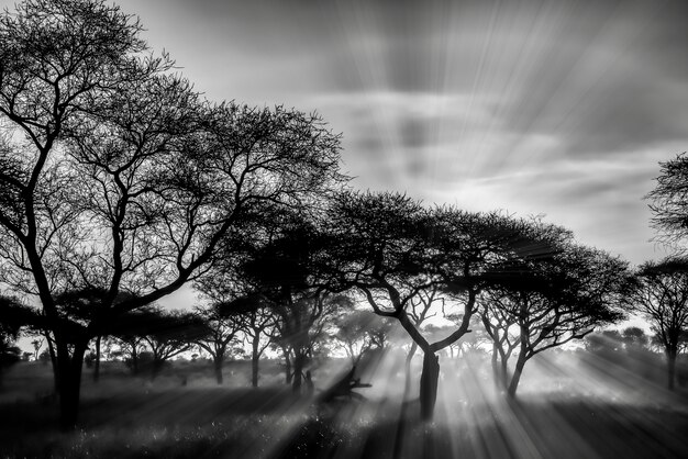 Greyscale shot of the trees in the savanna plains during sunset