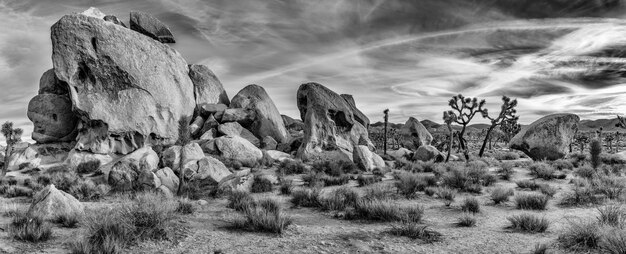 Greyscale shot of a wild area with stones and sabal palmetto plants under the bright sky