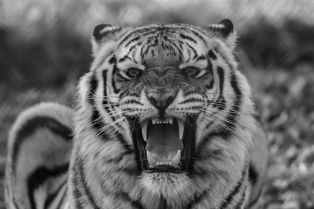 Greyscale shot of a wild roaring white tiger