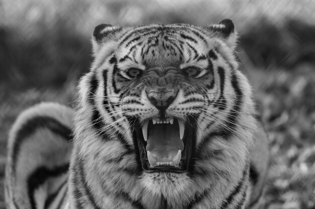 Greyscale shot of a wild roaring white tiger