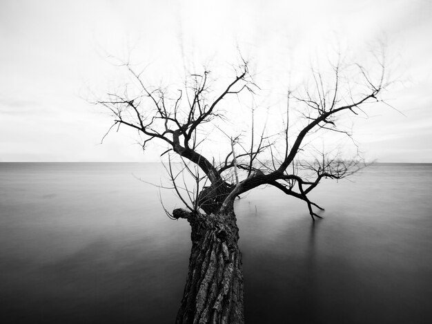 Greyscale of a tree with bare branches in the sea under the sunlight