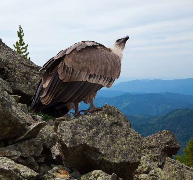 Griffon vulture  in wildness
