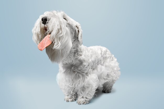 Ухоженный щенок терьера с пушистой шерстью. Милая белая маленькая собачка или домашнее животное играет и работает изолированно на синем. Негативное пространство для вставки текста или изображения.
