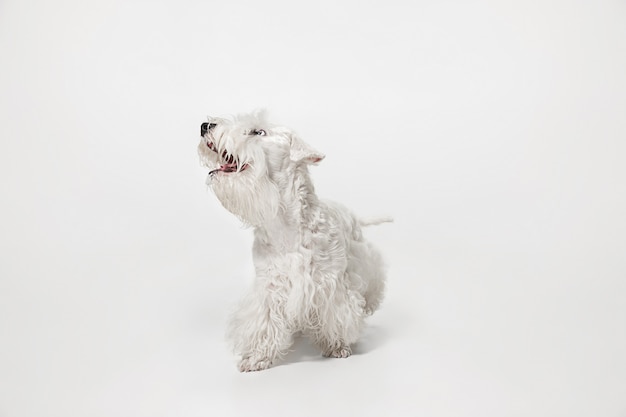 Groomed terrier puppy with fluffy fur. Cute white little doggy or pet is playing and running isolated on white background.