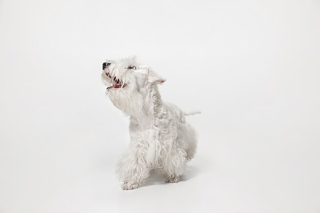 Groomed terrier puppy with fluffy fur. Cute white little doggy or pet is playing and running isolated on white background.